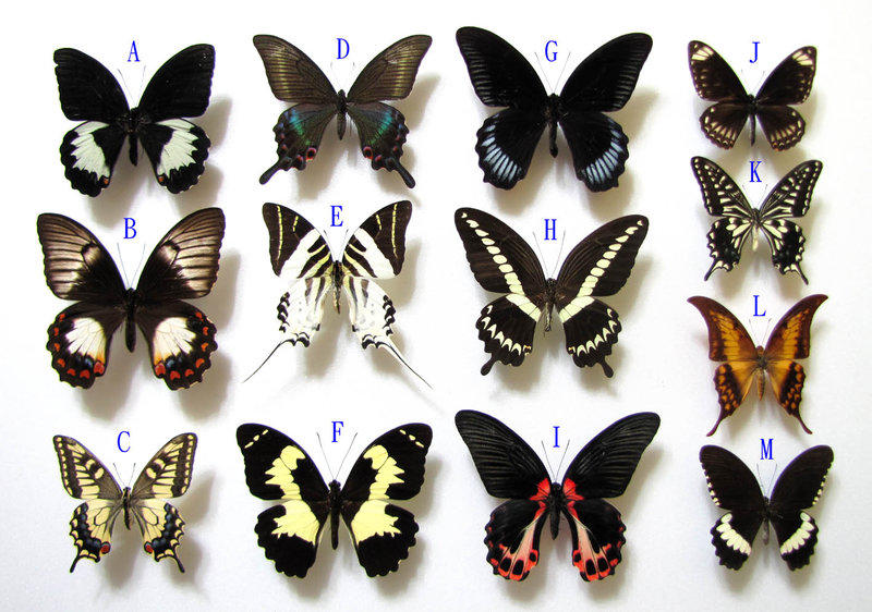 1079/☆昆虫標本 29頭 蝶