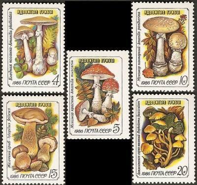 #蘇聯 1986.05.15 #蘑菇 -套票5全 35元