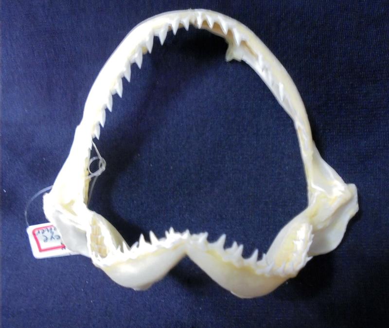 [深海狐鯊嘴牙] 12.5公分深海狐鯊Pigeye Thresher魚嘴.專家製作雪白無魚腥味! 是標本也是掛飾 #6