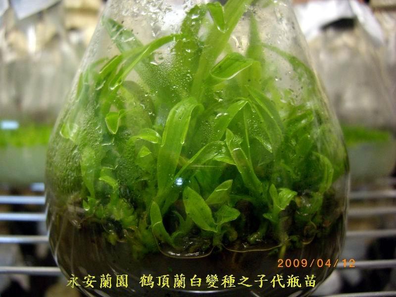 ( 永安蘭園 ) 蘭花 瓶苗 編號 FTan.56 鶴頂蘭白變種