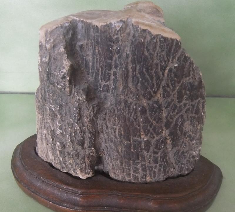樹化石~矽化木13.5cm*13cm 附木座