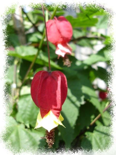 ♥糖心小舖♥~觀賞植物~蔓性風鈴花(燈籠花)~朵朵小巧可愛紅燈籠，微風吹來，輕輕搖曳~