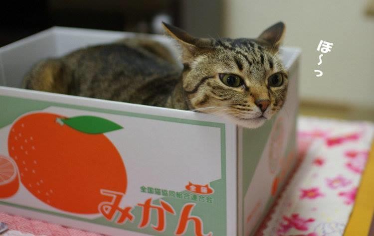 瓦楞紙  貓抓板  貓箱  貓窩  貓紙盒  貓玩具  貓房子  貓用品