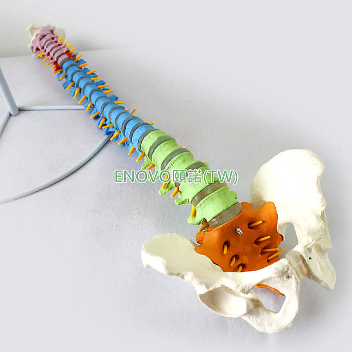 (ENOVO-276) 醫學人體教學脊柱模型正骨手法練習脊椎脊柱骨骼模型