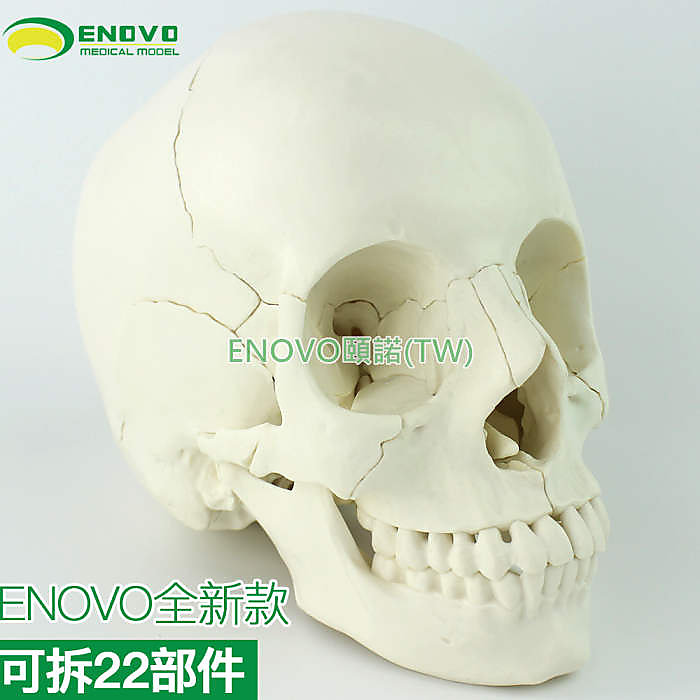 (ENOVO-309) 醫學用人體頭骨模型頭顱骨拼裝可拆美容微整形教學頭骨 