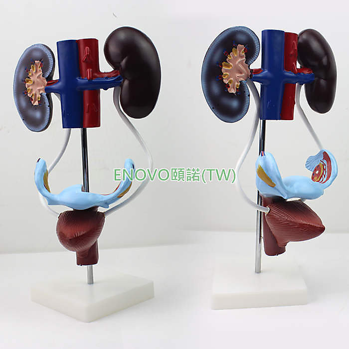 (ENOVO-301) 醫學女性泌尿生殖系統模型生殖解剖腎臟子宮膀胱模型 