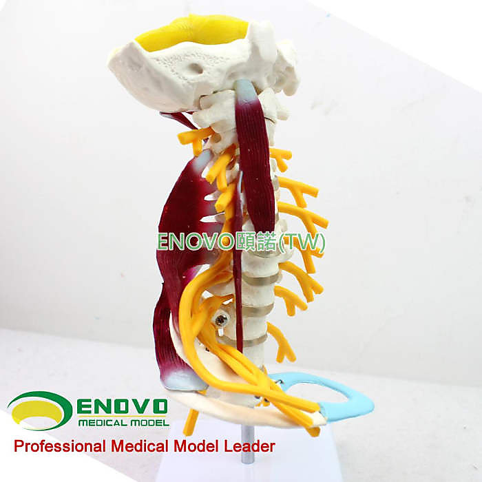 (ENOVO-297) 醫學人體頸椎模型臂叢神經肌肉模型人體骨骼標本模型 