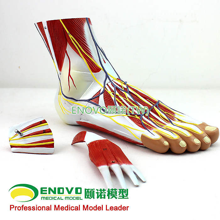 (ENOVO-313) 醫學足底層次解剖腳關節肌肉神經血管韌帶手足腳踝關節 