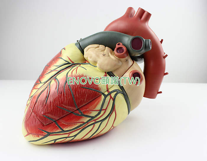 (ENOVO-323) 醫學超聲人體心臟模型心內科彩超B超心臟心血管解剖模型 