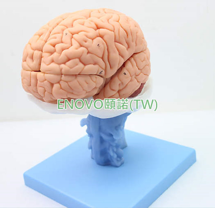(ENOVO-330) 醫學人體大腦解剖模型腦幹腦室間腦小腦模型神經科系統模型 