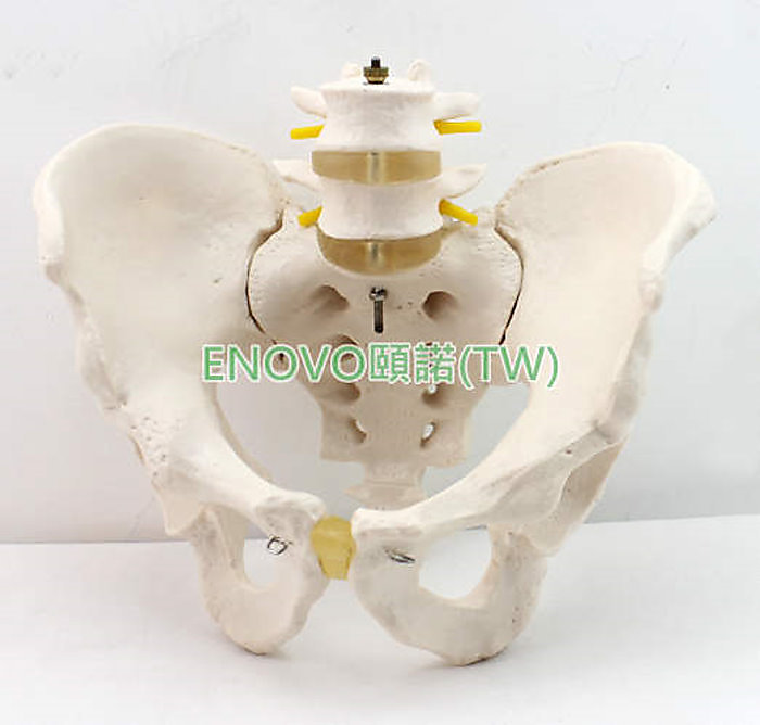 (ENOVO-332) 男性骨盆模型 兩節腰椎髖骨?骨尾骨 人體骨骼模型骨科 