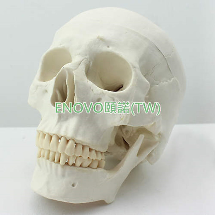 (ENOVO-329) 醫學藝用美術人體頭骨模型亞洲頭顱骨解剖模型骨骼標本 