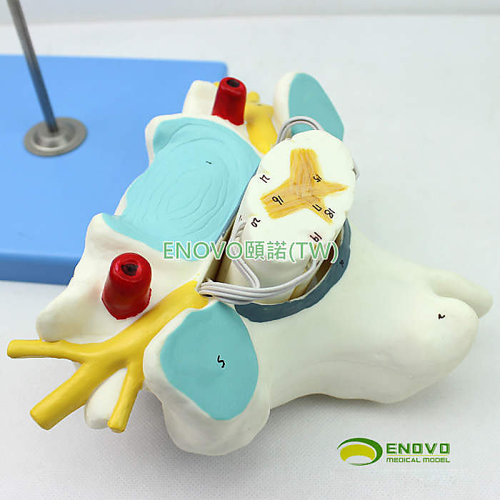(ENOVO-296) 醫學人體頸椎附脊髓和脊神經放大模型神經骨科解剖模型