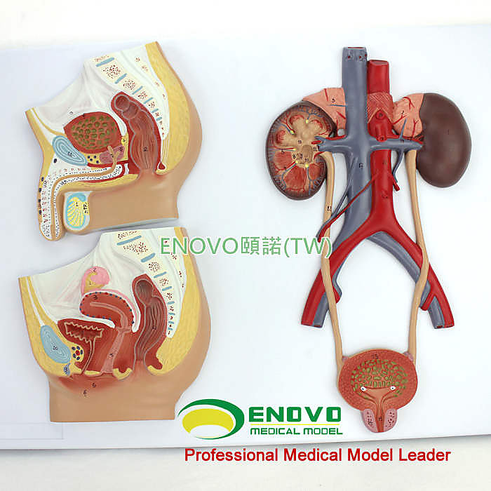 (ENOVO-307) 醫學用人體泌尿生殖系統模型男女泌尿生殖解剖結構模型 