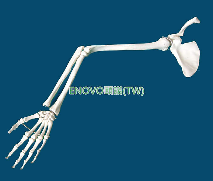 (ENOVO-325) 醫學標準上肢骨肩關節鎖骨肘關節尺骨橈骨手骨人體骨骼模型標本 