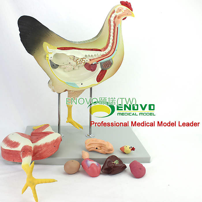 (ENOVO-333) 雞解剖模型牧器官內臟肌肉神經家禽畜獸醫學習動物解剖