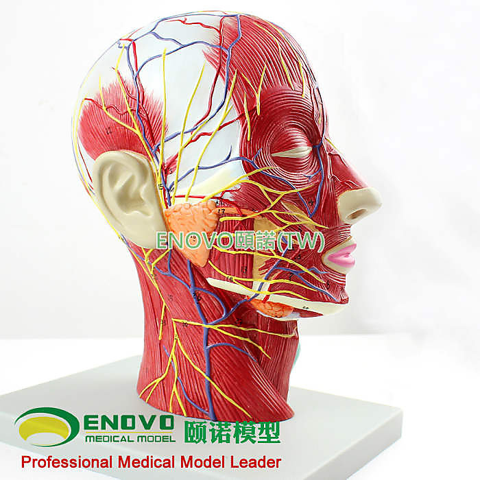 (ENOVO-326) 醫學頭面部解剖腦血管神經模型 五官科美容整形手術模型 