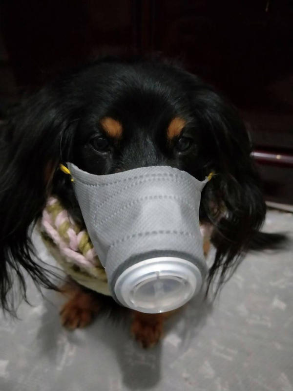 (現貨下單立馬發貨)狗狗專用霧霾防護口罩PM2.5/防飛沫/防病毒/防傳染病/防空汙/防過敏/寵物口罩/狗用口罩/狗口罩