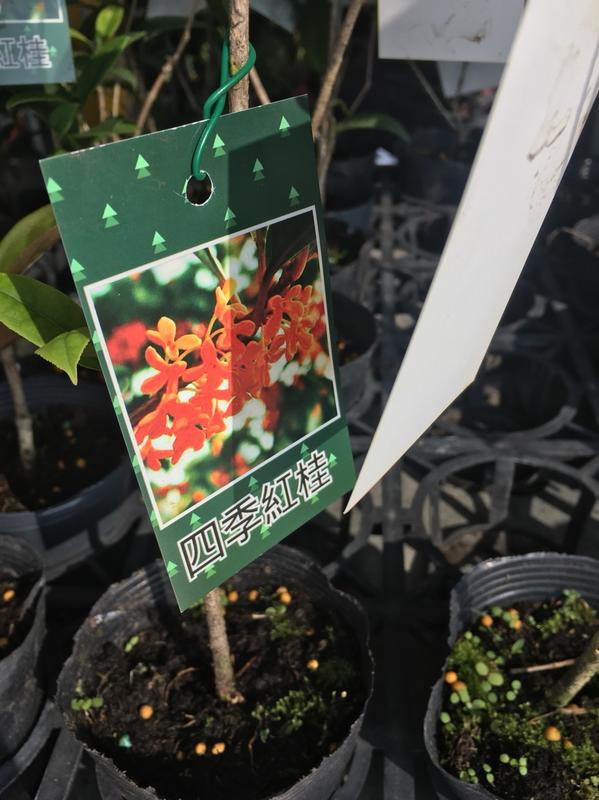 一禪種苗園-小喬木、紅色之愛<四季紅桂>綠籬植物-2.5吋盆