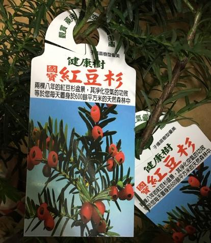 一禪種苗園-國寶樹<台灣紅豆杉(紫杉)>喬木-5吋盆/能提煉紫杉醇的植物