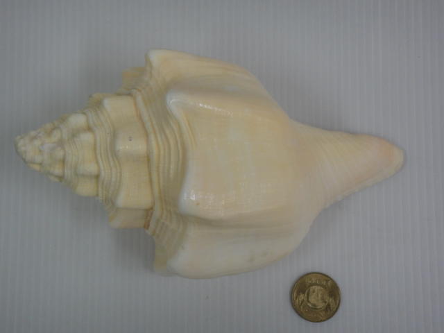 西印度鉛螺(約22cmx12cm)
