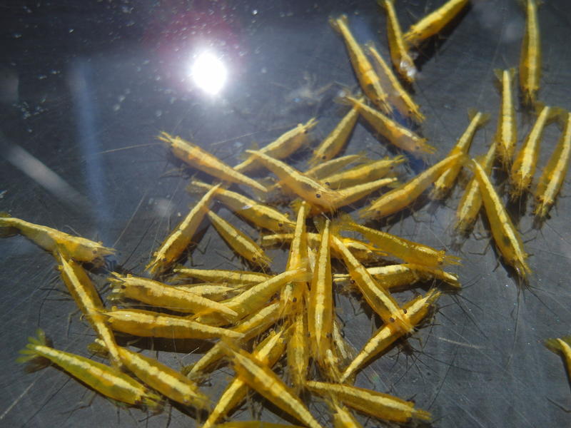 金背黃金米蝦  五彩繽紛水族 各類米蝦異形