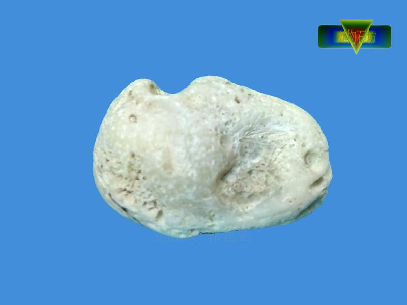 【寶物石坊】台灣化石（台灣早期本土貝殼化石）～蛤蜊化石編號2＃它不是海膽化石