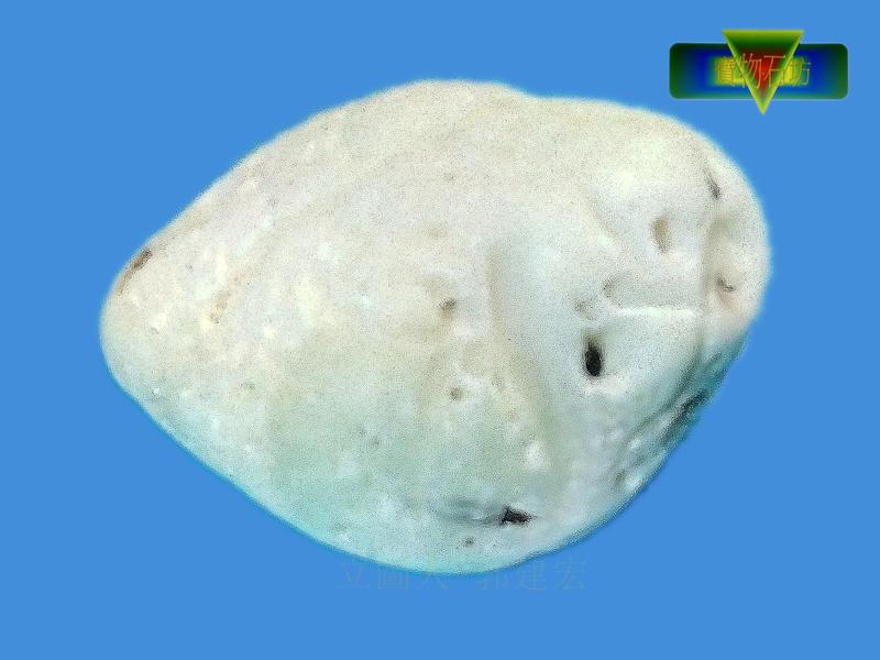 【寶物石坊】台灣化石（台灣早期本土貝殼化石）～蛤蜊化石編號5＃它不是海膽化石