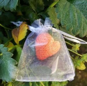 (100入)10x15cm(大草莓專用)防鳥  網袋 防蟲 草莓套袋 雪紗袋 網袋 尼龍網袋 水果 雪砂袋 過濾