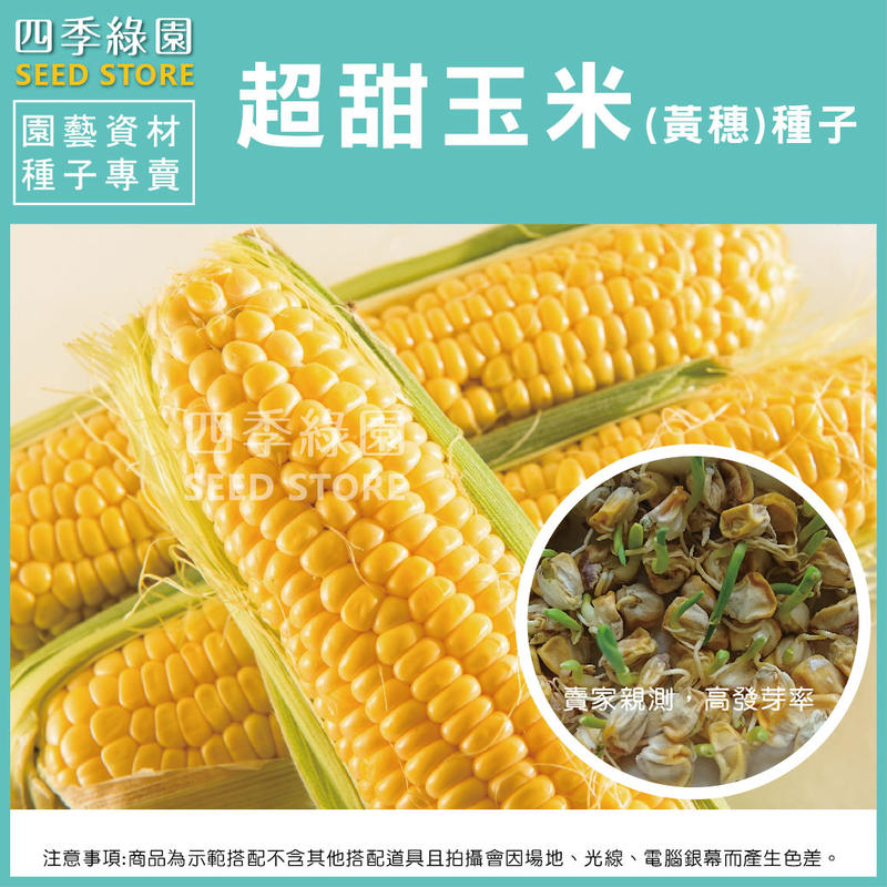 F1超甜玉米種子(大包裝)-薄皮嫩脆無渣、全年可種植,中早生,耐熱性佳【四季綠園】
