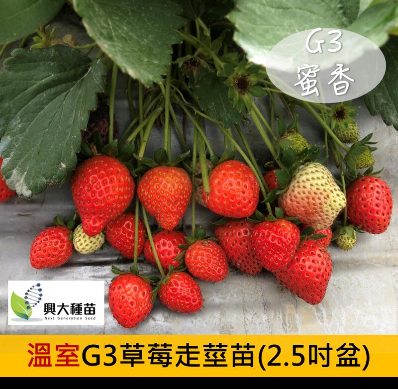 (秋冬限量供應) 蜜香草莓苗(G3走莖苗)(2.5吋盆)