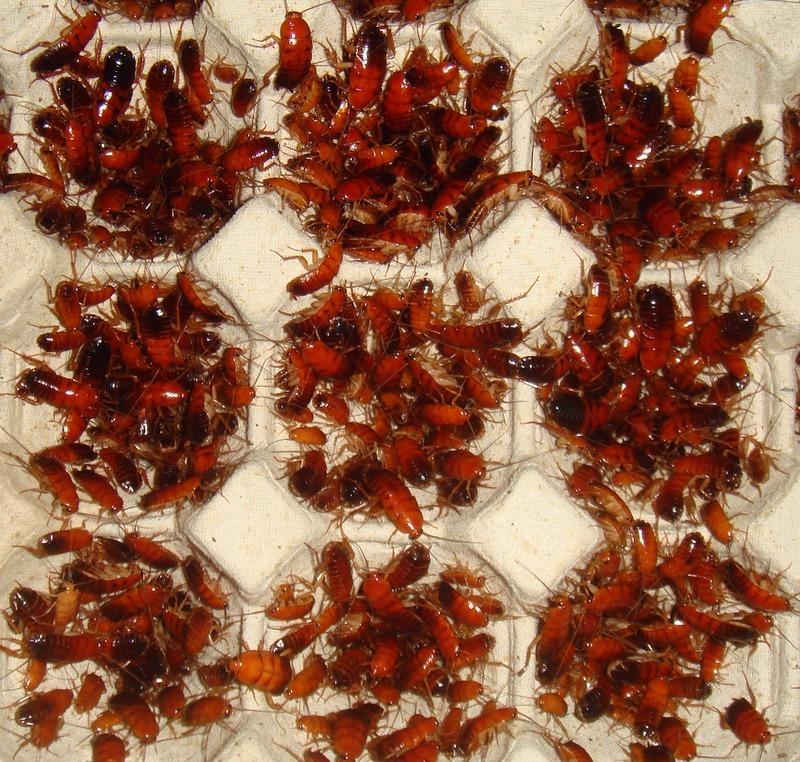 銅板價50元專區櫻桃紅蟑螂，杜比亞，高蛋白飼料