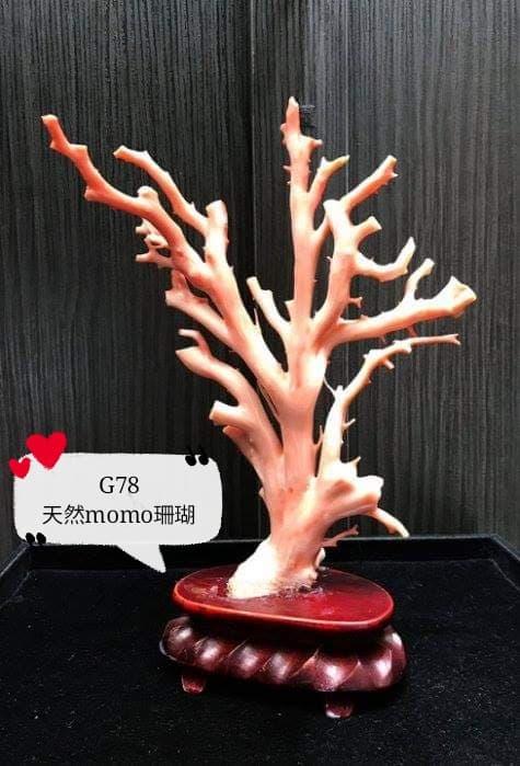 ｛上海當舖精品區} 天然紅珊瑚樹（momo)等級