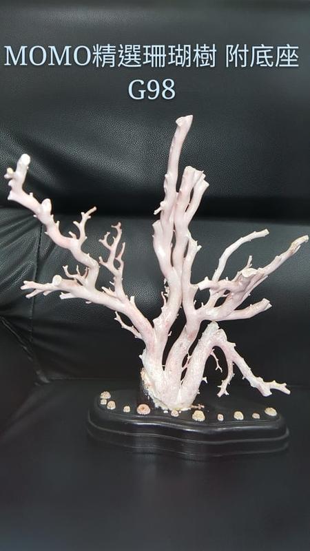 天然紅珊瑚樹（momo)等級-G98