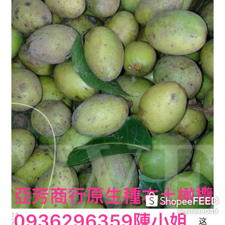 台灣本土原生種無農藥新鮮橄欖限定秋季～春季