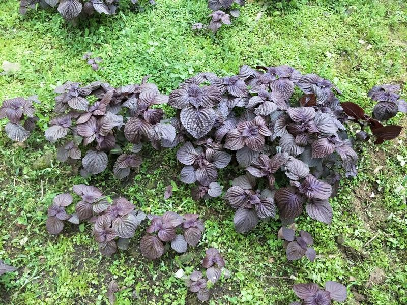 小農新鮮紫蘇葉（100公克）量大優惠