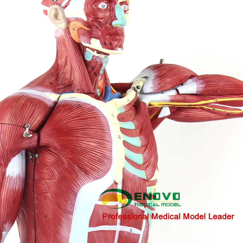 (ENOVO-334)170CM 人體全身肌肉附內臟模型仿真人體肌肉解剖標本內臟解剖