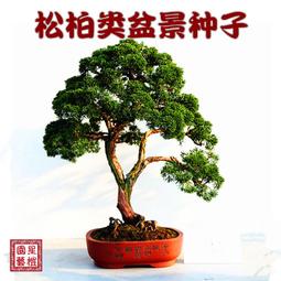 真柏- 種子、球根(庭院、花草園藝) - 人氣推薦- 2023年10月| 露天市集