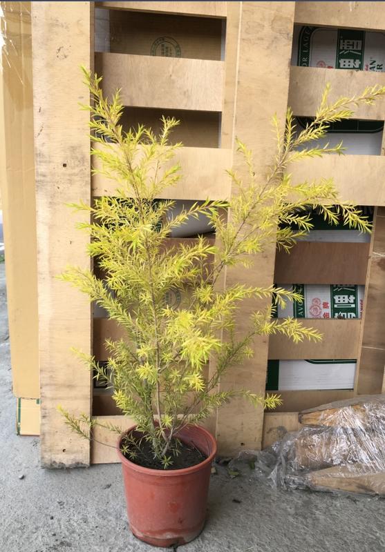 花田厝_喬木綠化--黃金串錢柳，抗風力強--最好的色葉喬木新樹種之一/6吋高約50-80cm