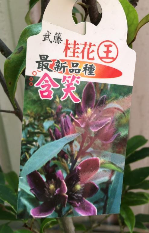 花田厝_喬木綠化--紫花含笑，香氣濃郁--最新品種/8吋高約100cm