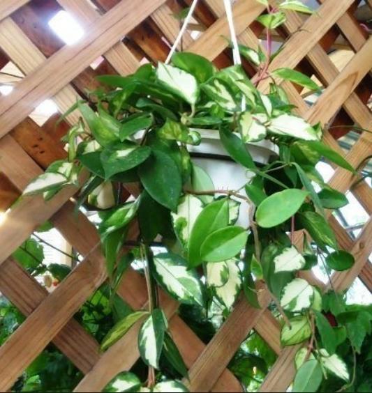 花田厝_觀葉植物--斑葉逑蘭 毬蘭(吊盆)，常綠木質藤本/6吋高約15-30cm