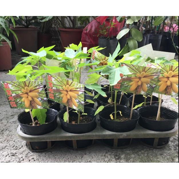❤花囍園❤--水果苗--黃金木瓜--(矮種)香甜濃郁/3.5吋高約10-15cm