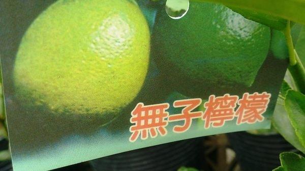 ❤花囍園❤--水果苗--無籽檸檬 無子檸檬--4吋盆/高20-30cm /無籽品種料理方便