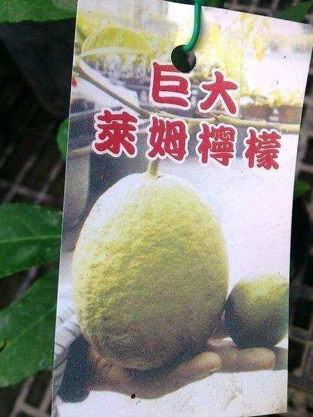 ❤花囍園❤---水果苗--- 巨大萊姆檸檬---風味清香/4吋盆/高50cm 