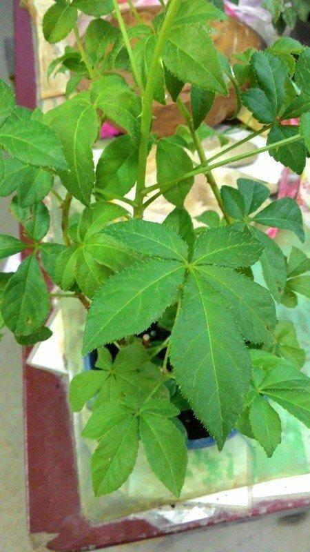 ❤花囍園❤--香草植物--刺五加--保健植物/5吋盆/高30-40cm