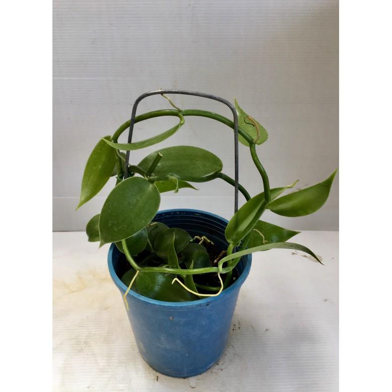 ❤花囍園❤--香草植物--香草蘭(香草豆莢)--香料皇后/5吋盆/高10-25cm