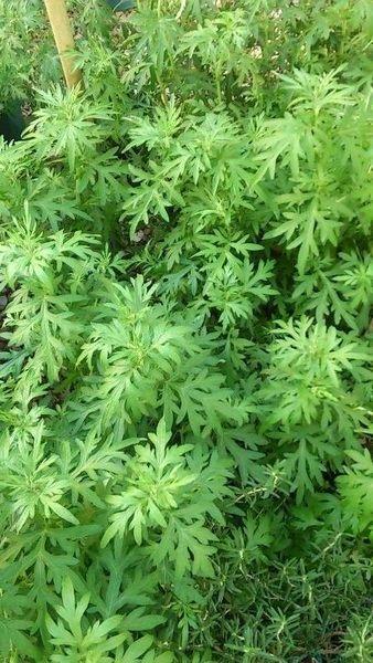 ❤花囍園❤--香草植物--艾草--避邪免疫/5吋盆/高35-50cm 