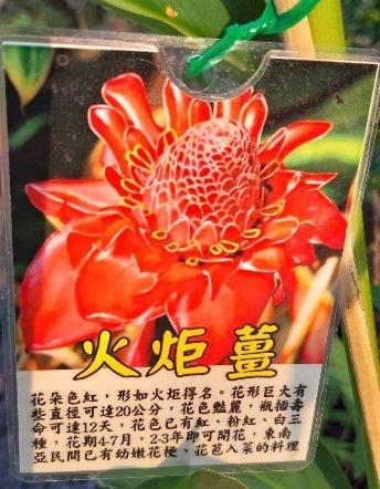 ❤花囍園❤--香草植物--火炬薑--6吋盆/高50-60Ccm/喜歡陽光充足的環境