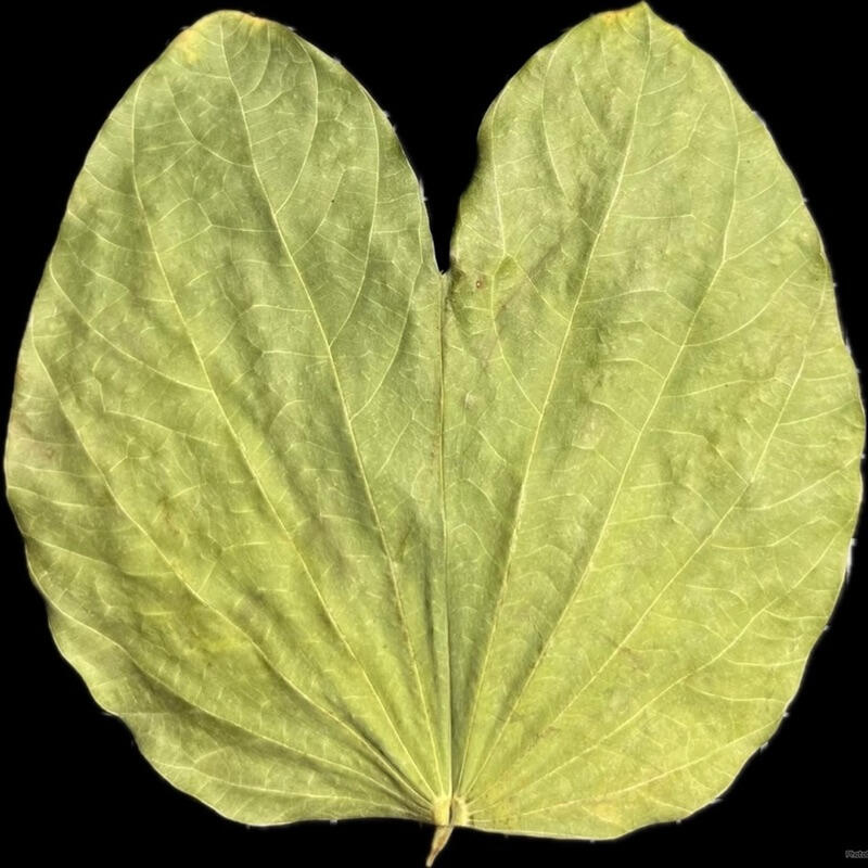 《萬物生長》乾燥羊蹄甲10克（鼠婦專用常駐必備飼料）乾葉 葉子 昆蟲爬蟲類躲藏 造景 鼠婦