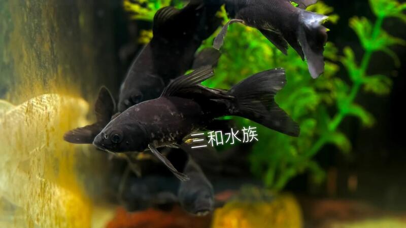 墨黑蝴蝶龍鯉 | 露天市集 | 全台最大的網路購物市集